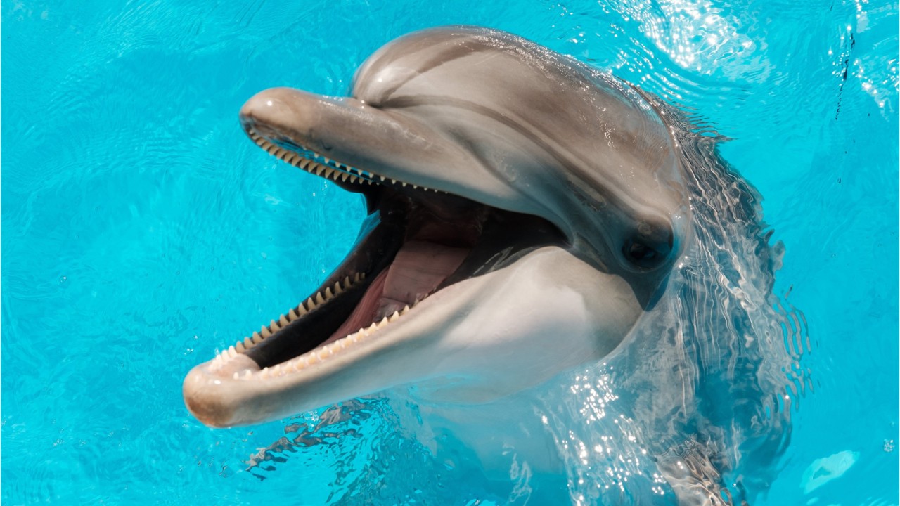 TripAdvisor stops ticket sales to ocean mammal attractions