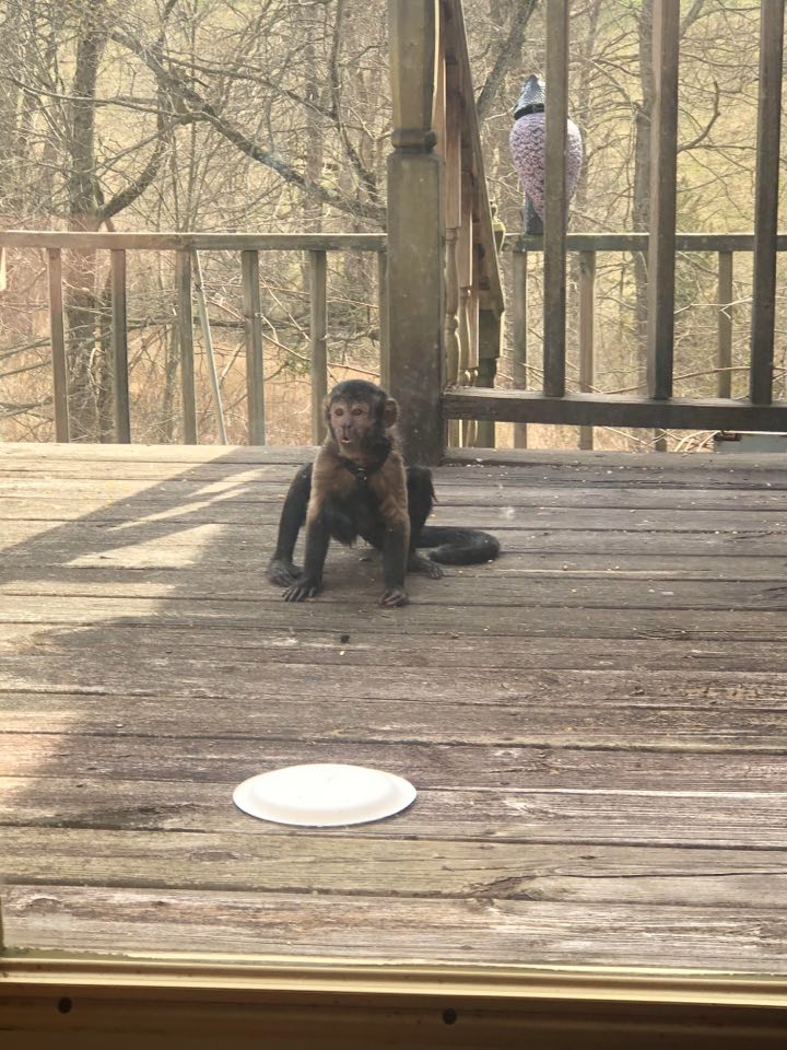 Kentucky Family Delighted by Unexpected Visit From Monkey
