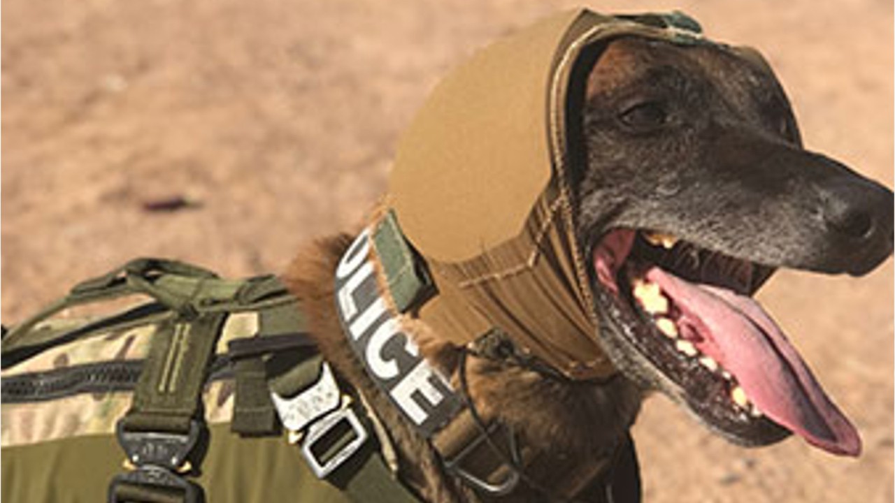 Specialized canine auditory gear developed to protect military dogs from hearing loss
