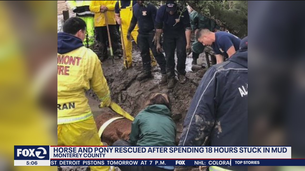 Horse and pony rescued in Monterey County