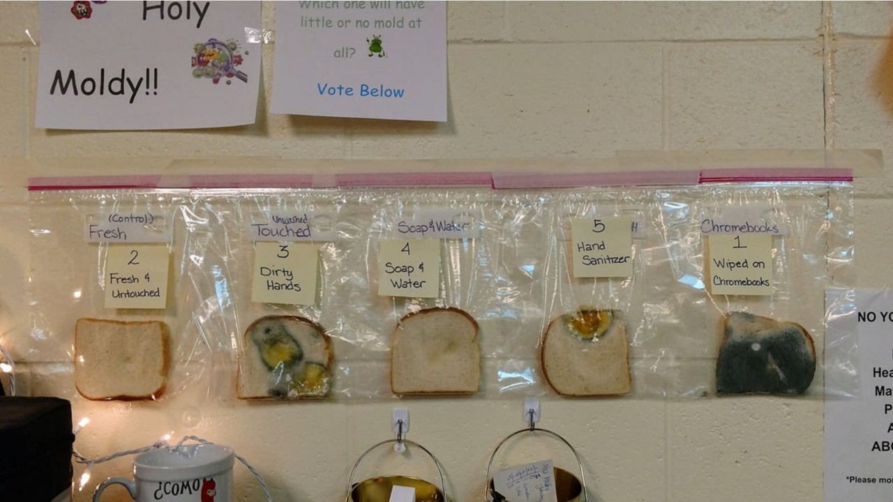 Moldy bread shows kids the importance of washing their hands