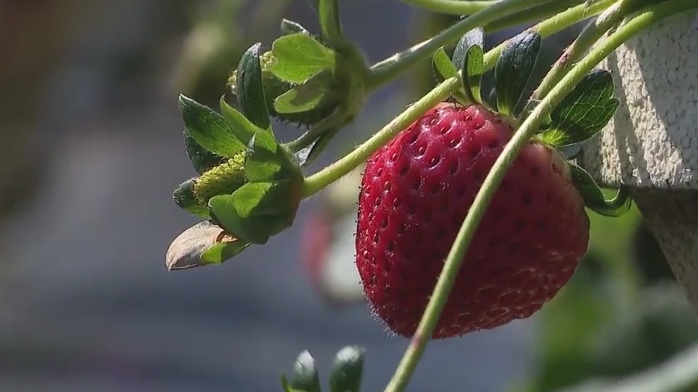 Farmer's Market Forecast: A Patch of Blue: Blueberry and Strawberry U-Pick Farm near Orlando