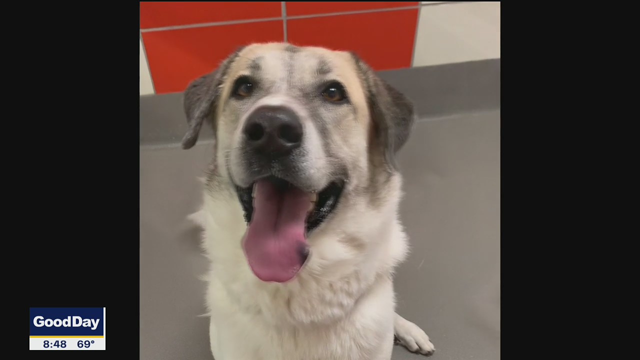 Dog of the Day: Harriette