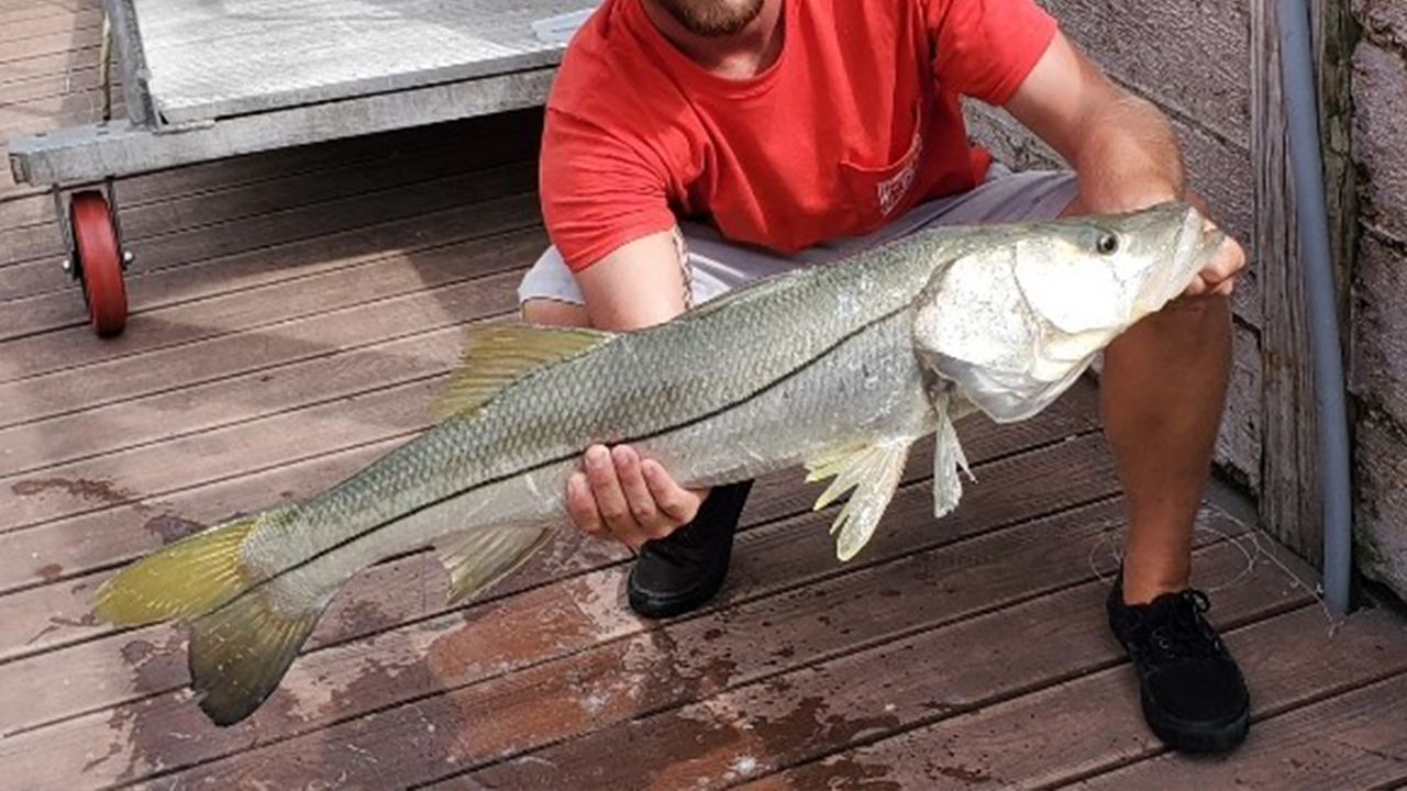 Snook bite inshore is 'on fire'