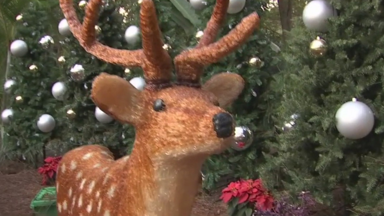 'Tis the season for 'Christmas in the Wild'