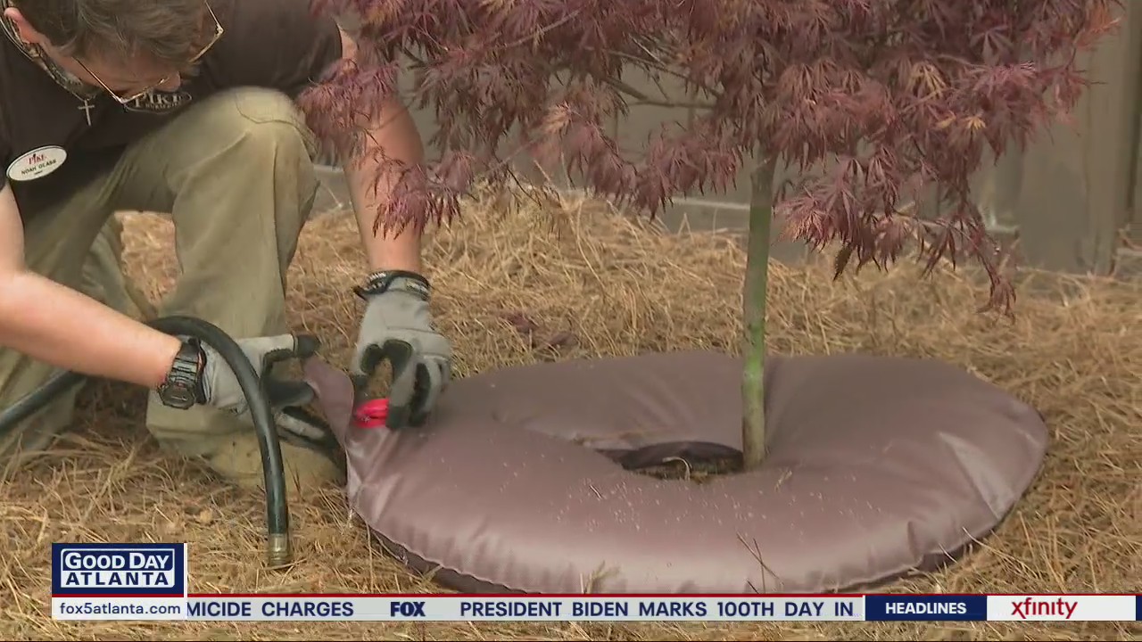 Plant a Tree for Arbor Day with Pike Nurseries