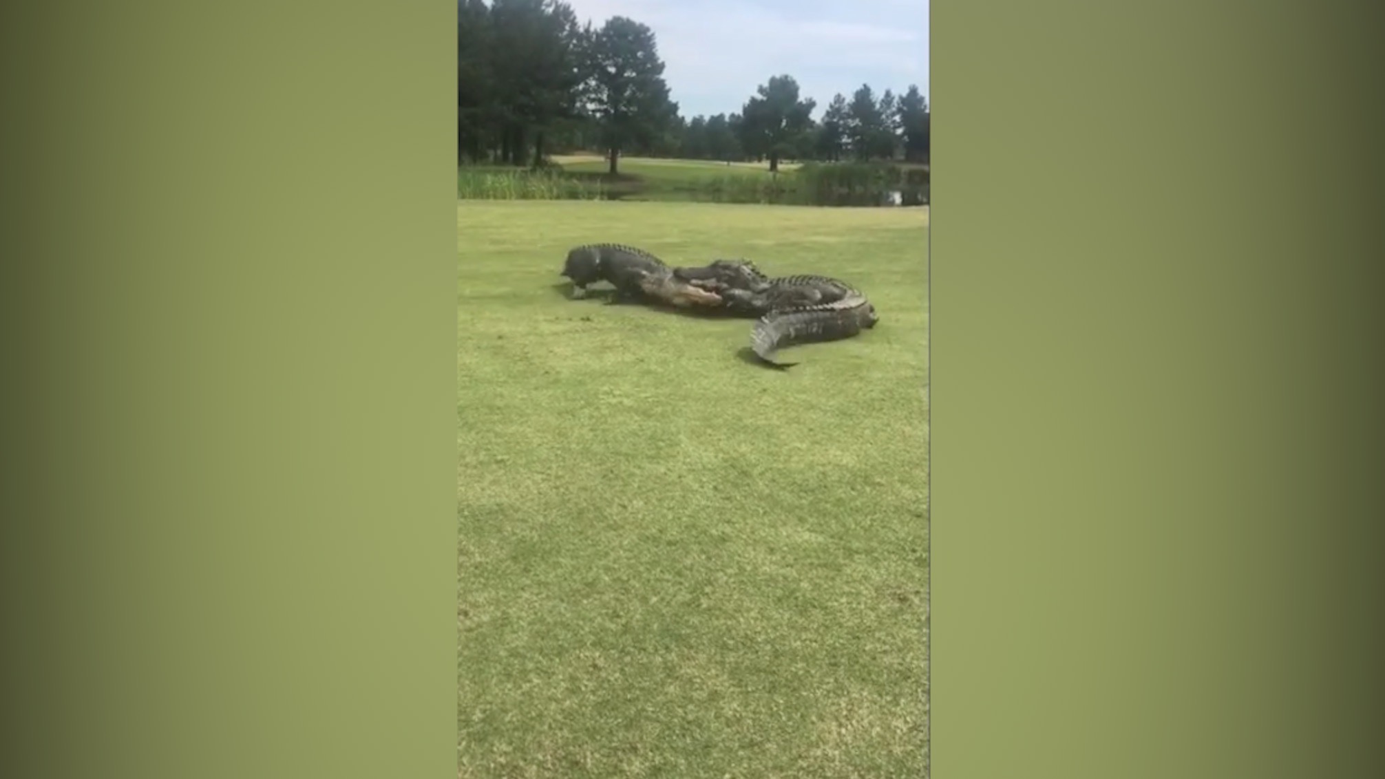 Alligators brawl on golf course