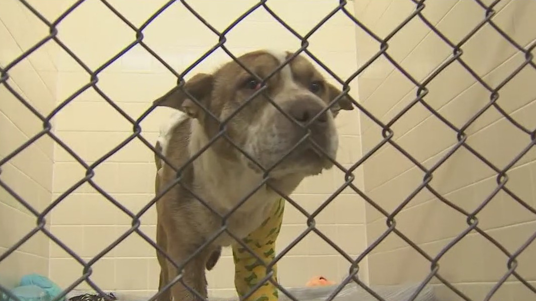 Pet experts talk about steps owners should take to pet-proof a home
