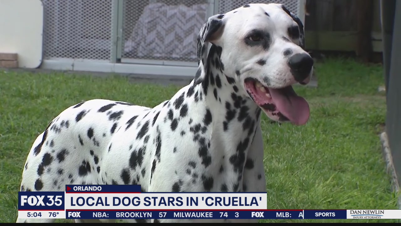 Local dog stars in Disney's Cruella movie
