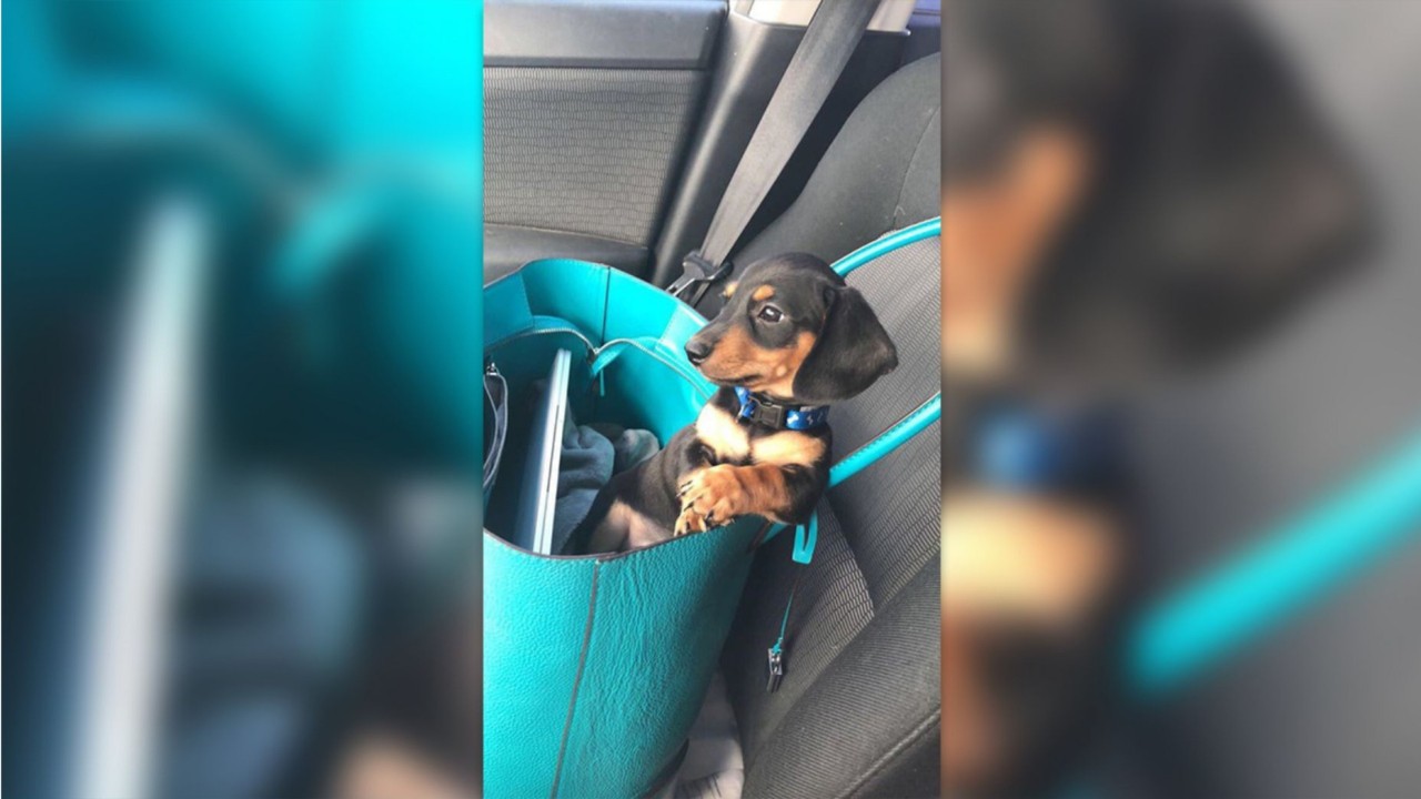 Utah woman claims vet mistakenly euthanized pet dog after calling wrong family