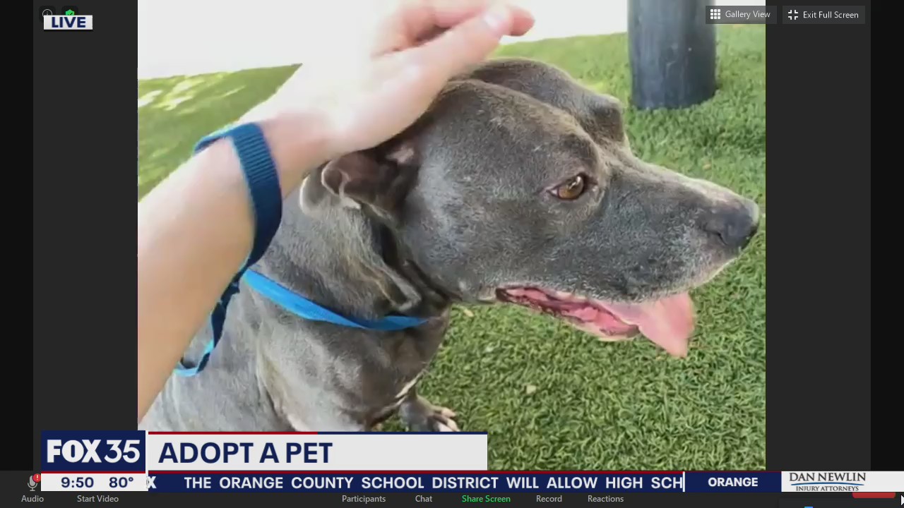 Adopt a pet at Orange County Animal Services