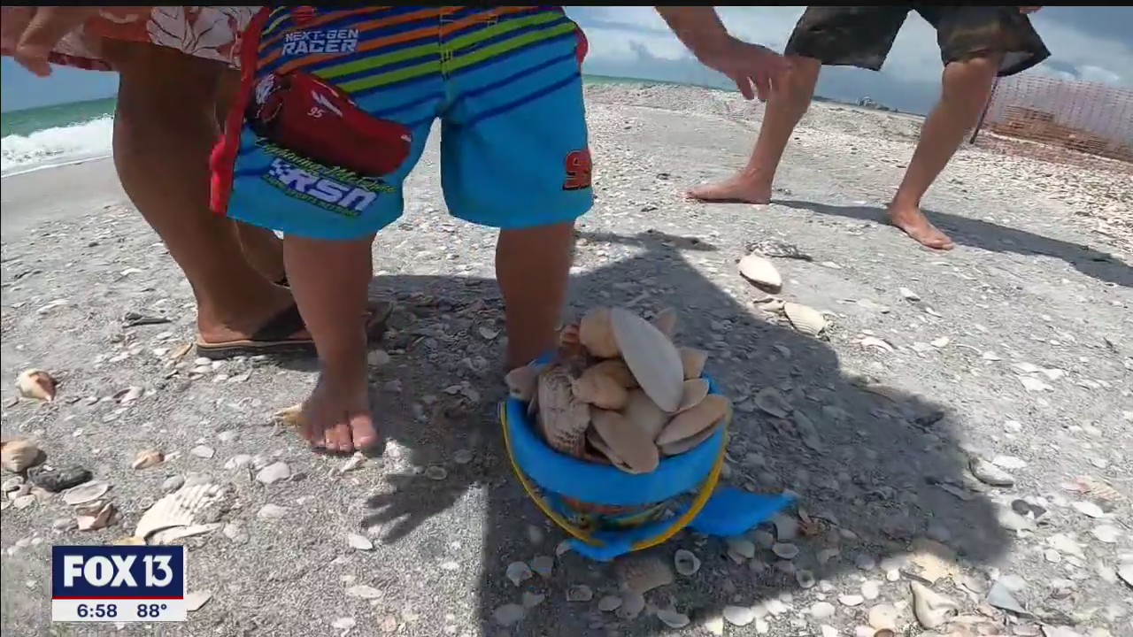 Lido Beach covered with rare shells
