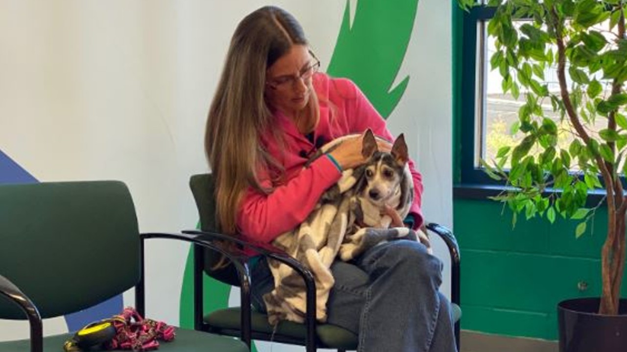 Florida dog lost as puppy 12 years ago found under shed in Pennsylvania, reunited with owner