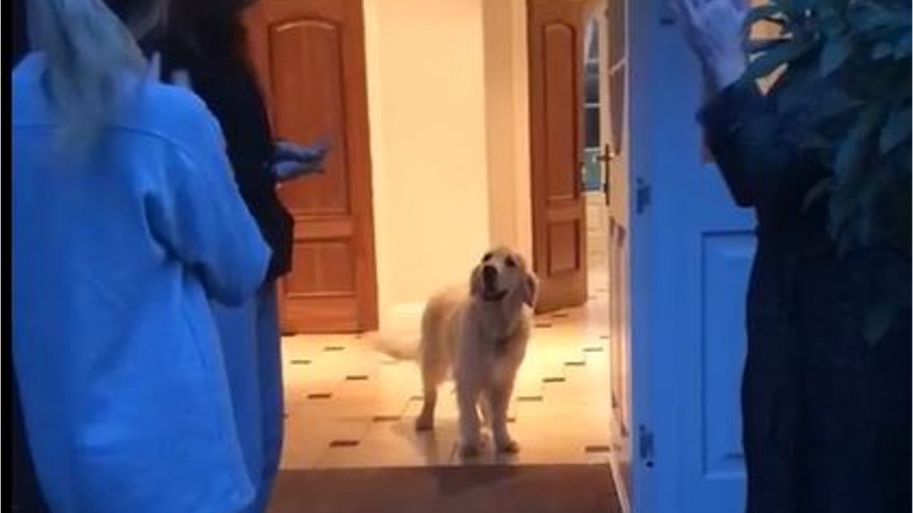 Riley the retriever thinks cheers for health care workers are for him