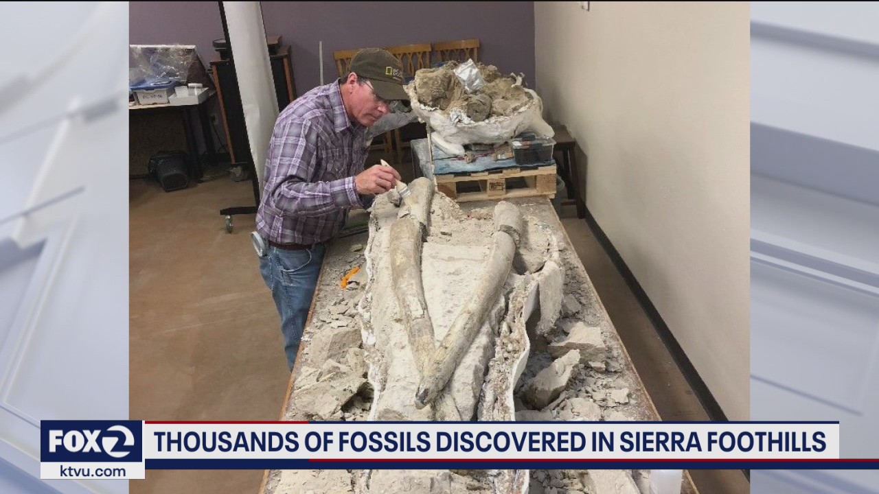 Major trove of prehistoric fossils discovered in California