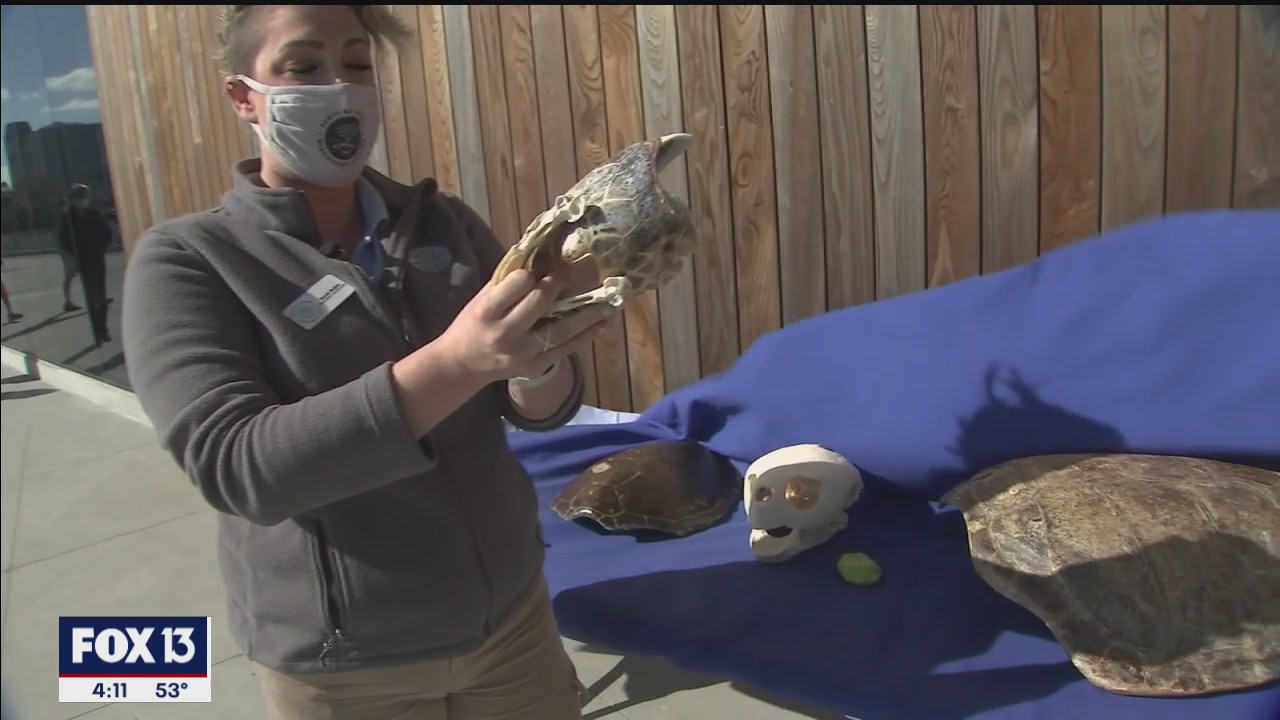 Tampa Bay Watch teaching all ages the science of the bay