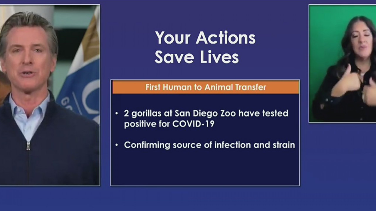 2 gorillas test positive for COVID-19 at San Diego Zoo