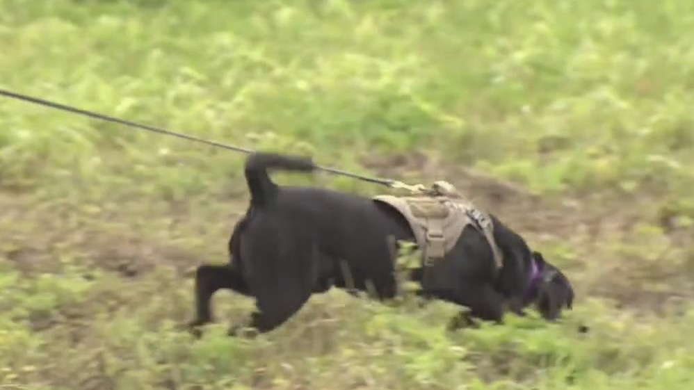 K9s trained to hunt down invasive pythons