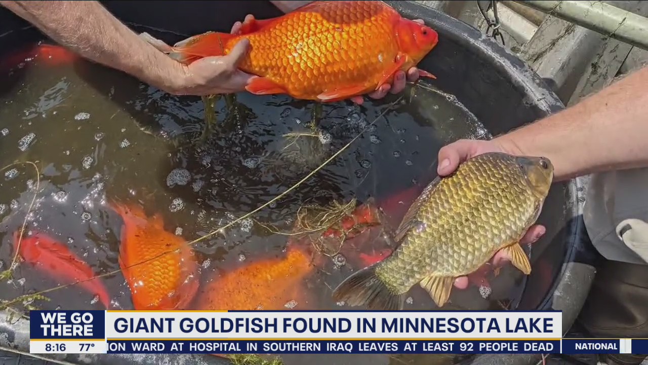 Giant goldfish found in Minnesota lake
