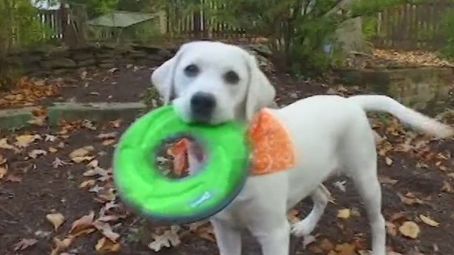 Spring cleaning tips for pet owners