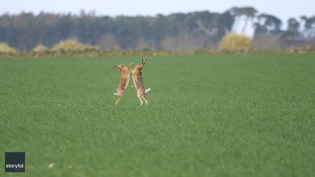 Boxing bunnies caught on camera duking it out