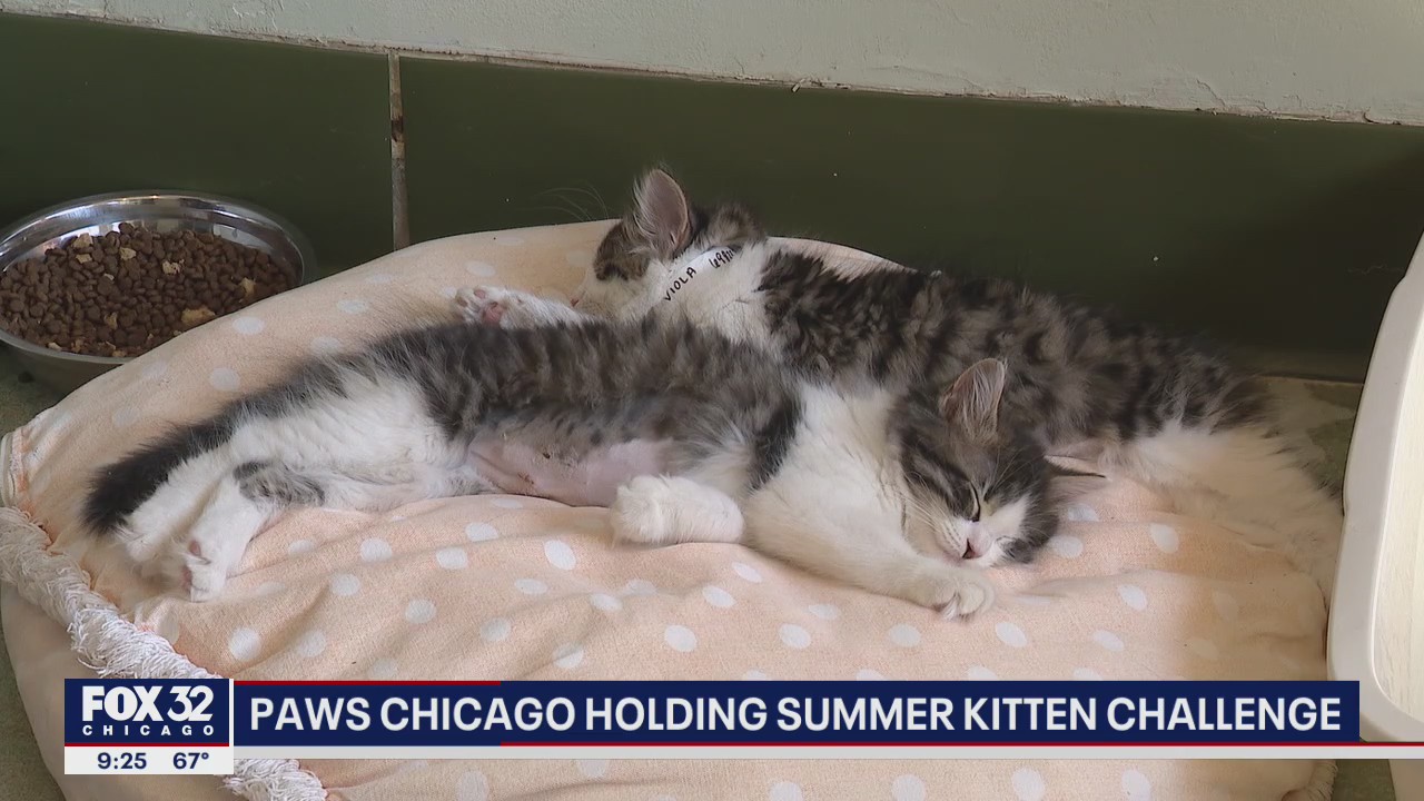 PAWS Chicago holding summer kitten challenge
