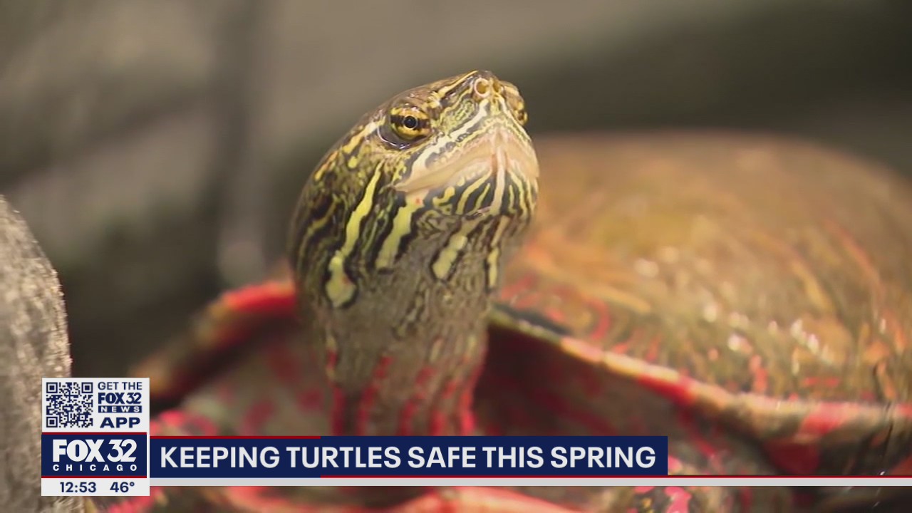 Keeping turtle safe this spring
