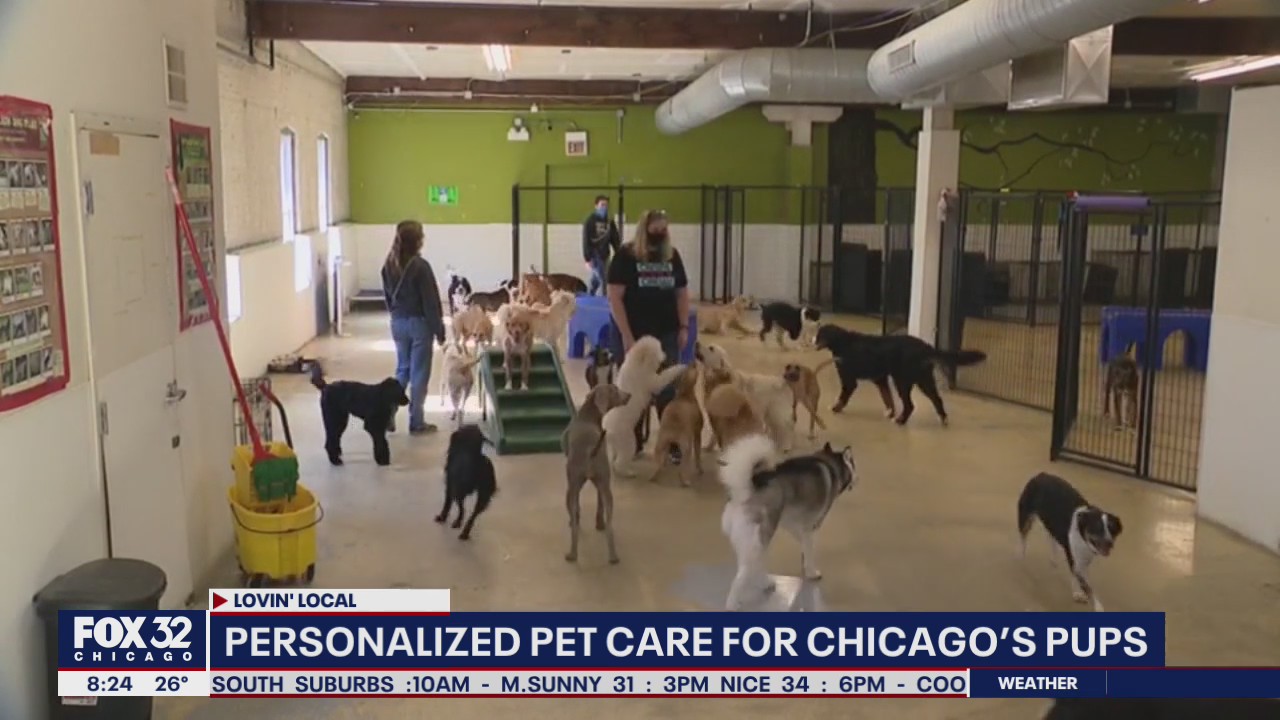 Lovin' Local: Canine Crews