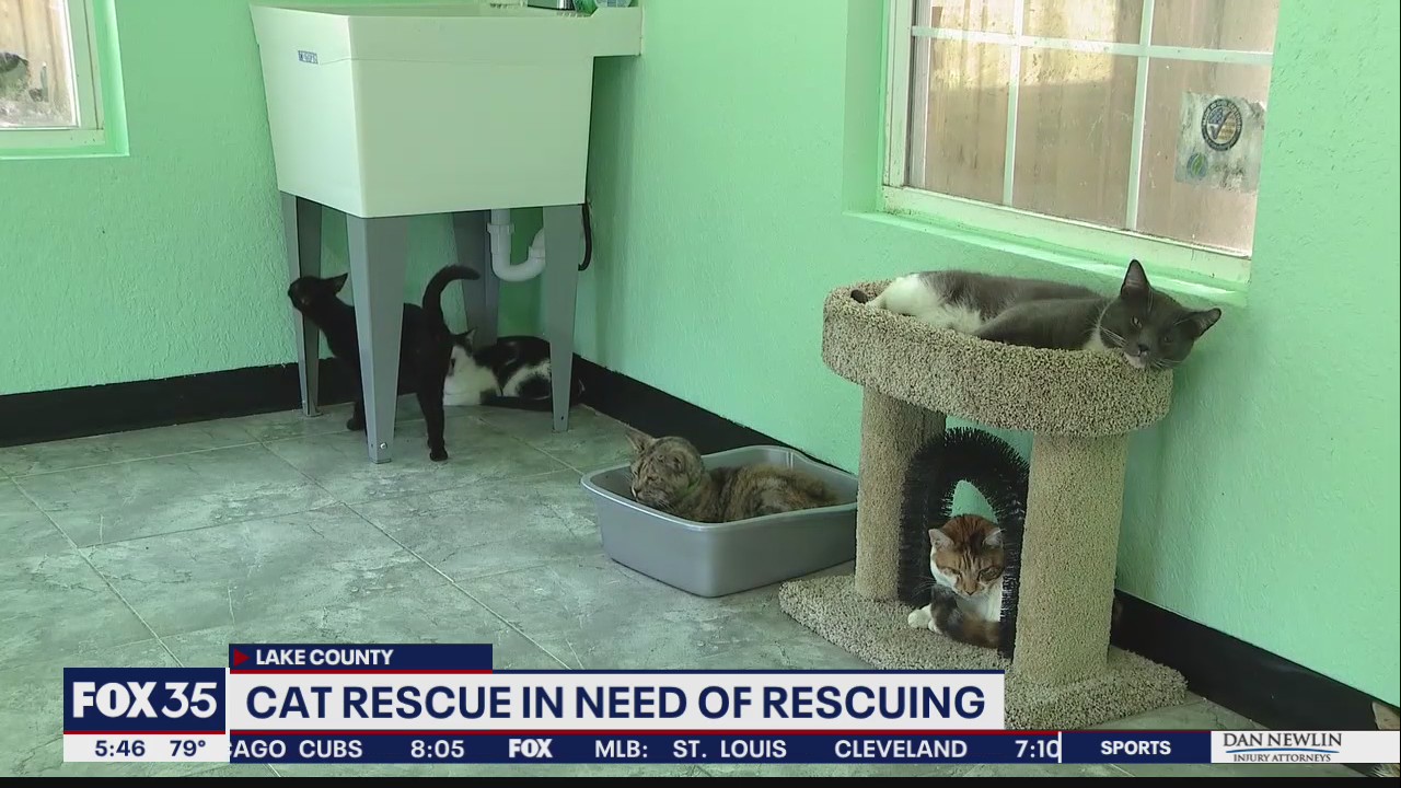 Cat rescue in need of help as bills add up