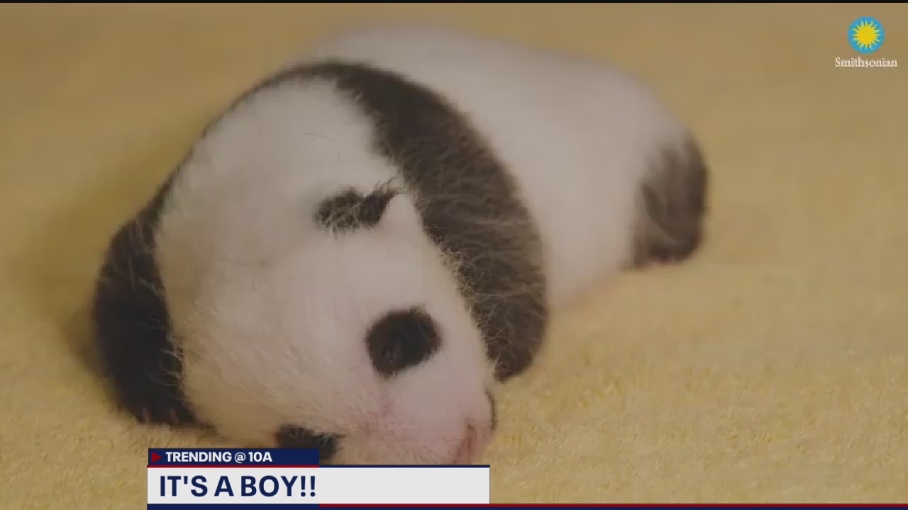 It’s a boy! National Zoo reveals gender of newest panda cub