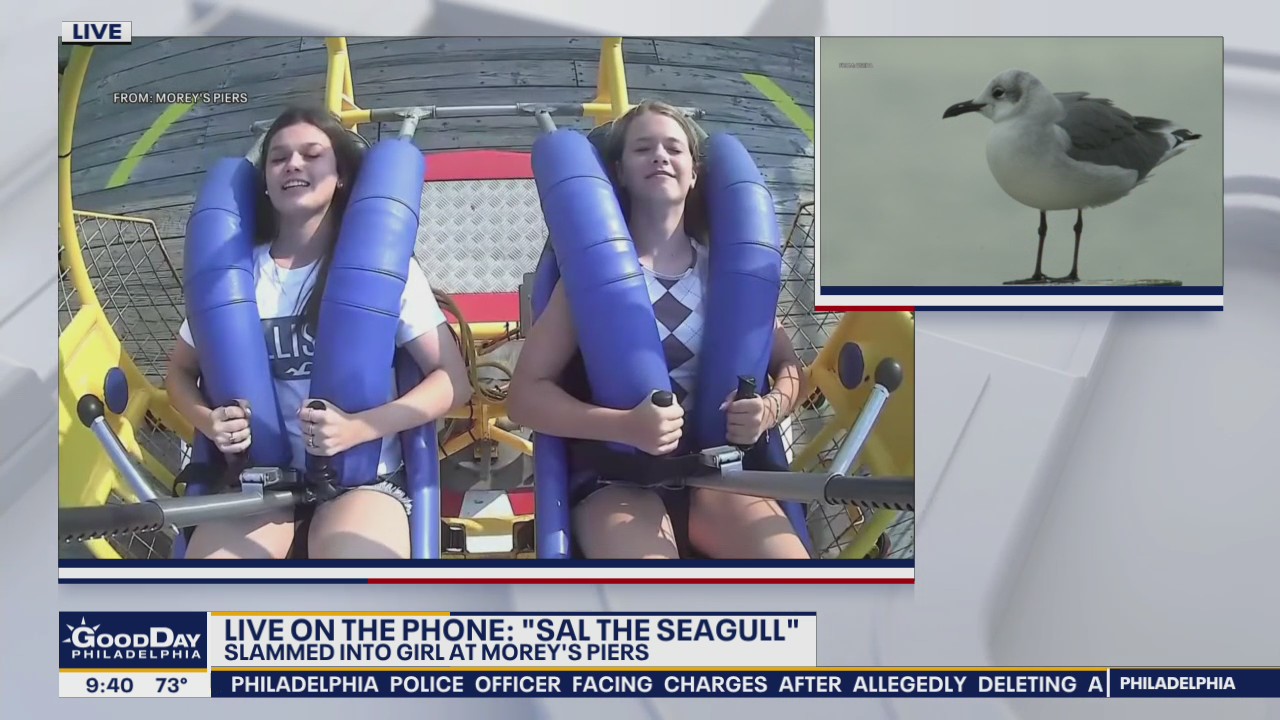 Seagull 'speaks out' after viral collision with rider at amusement park