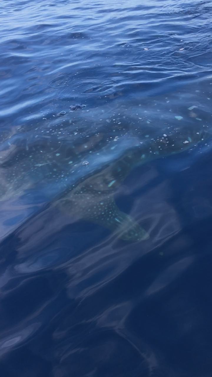 Vacationers spot whale shark in gulf