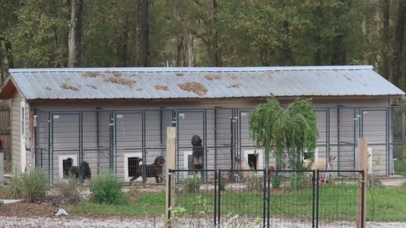 Man charged after dead puppies, disease outbreak discovered