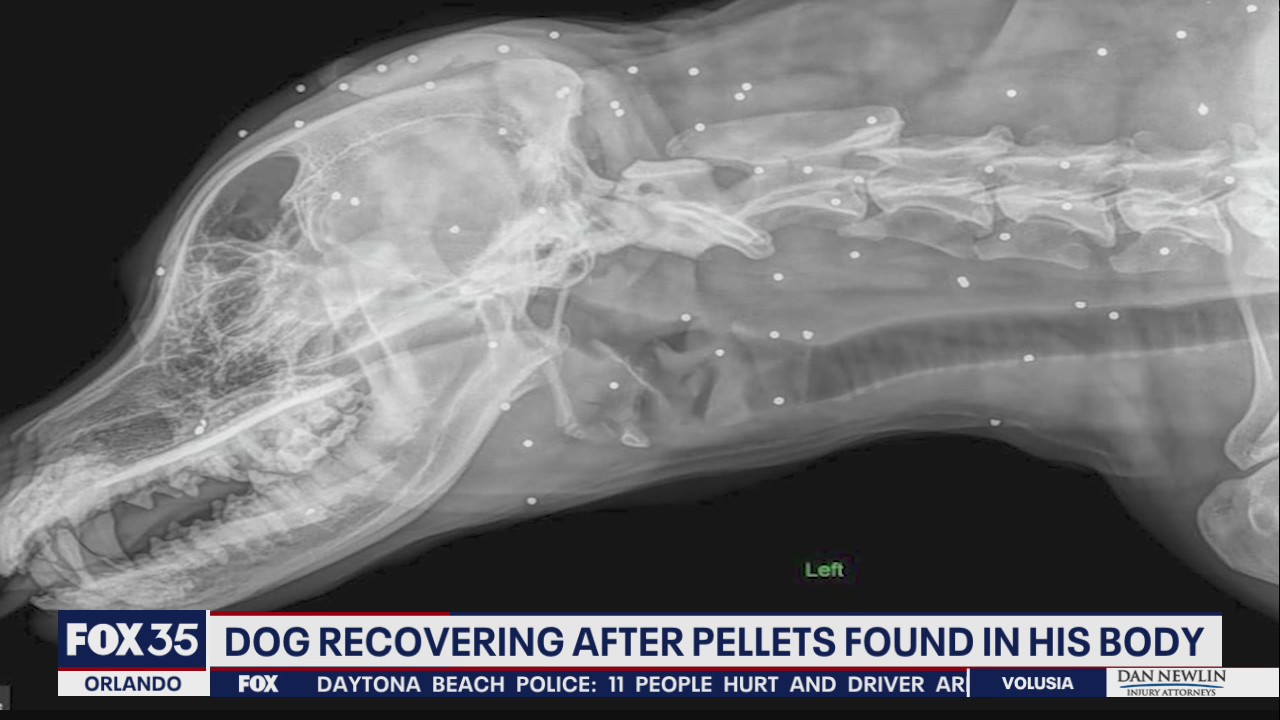Dog almost ready for adoption after pellets found in his body