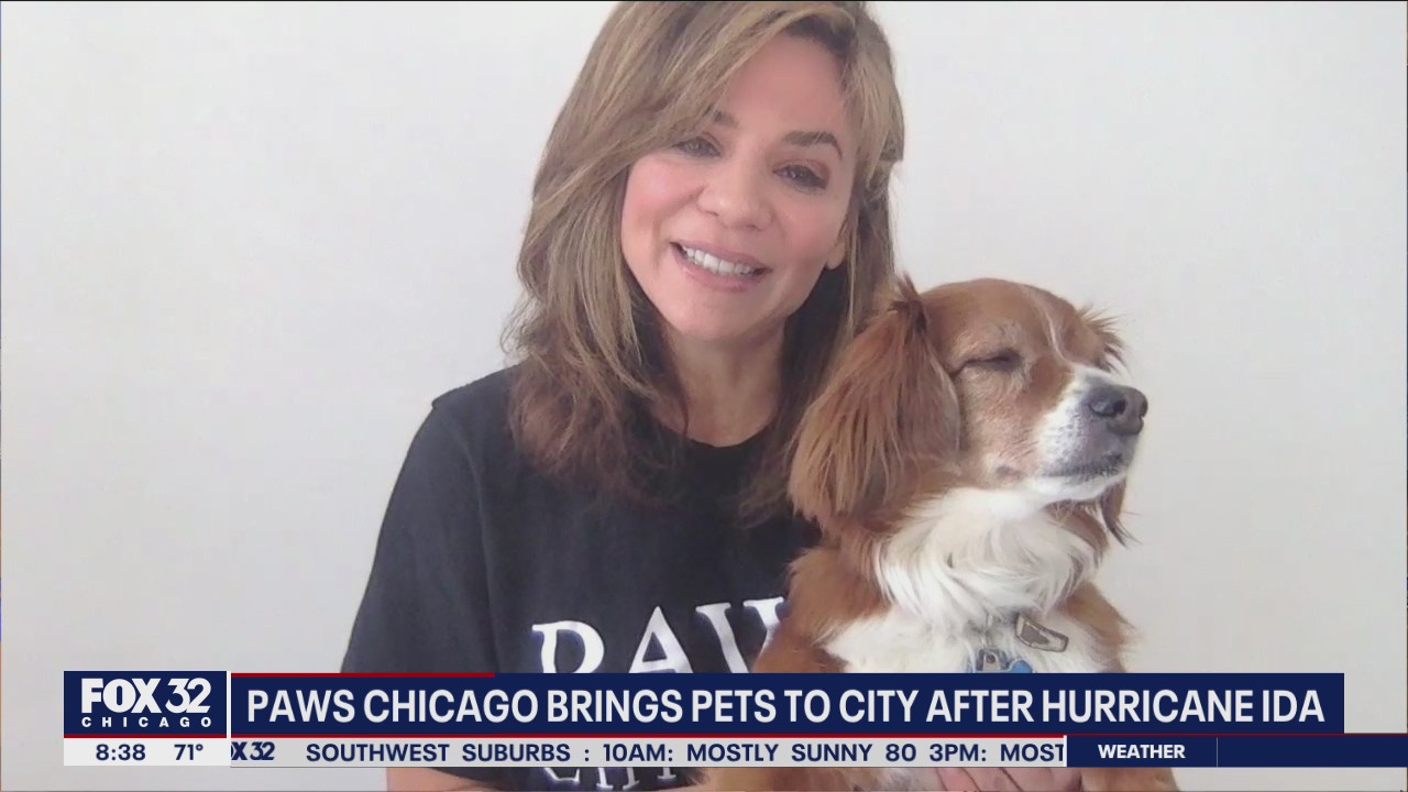 PAWS bringing pets to Chicago from the destruction of Hurricane Ida