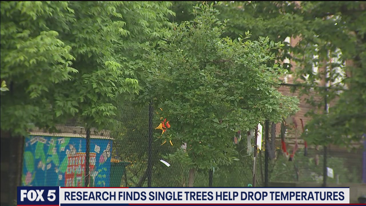 New study finds that planting trees can help drop early evening temperatures