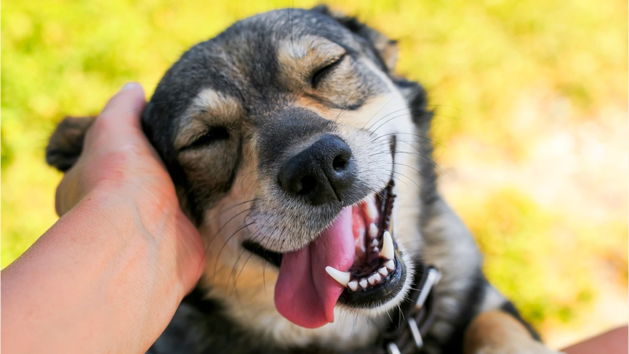 Study: Dog owners have lower risk of death, repeat event following heart attack or stroke