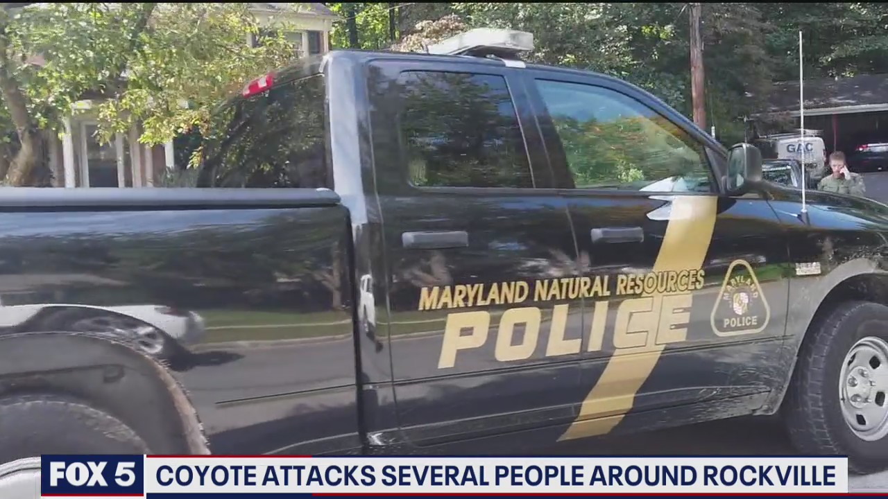 Coyote attacks reported in Rockville