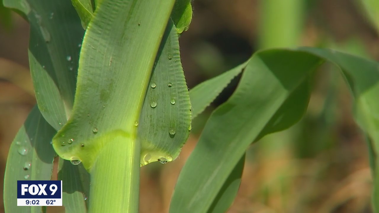 After Sunday rain, Minnesota farmers hope for more but say some damage is already done