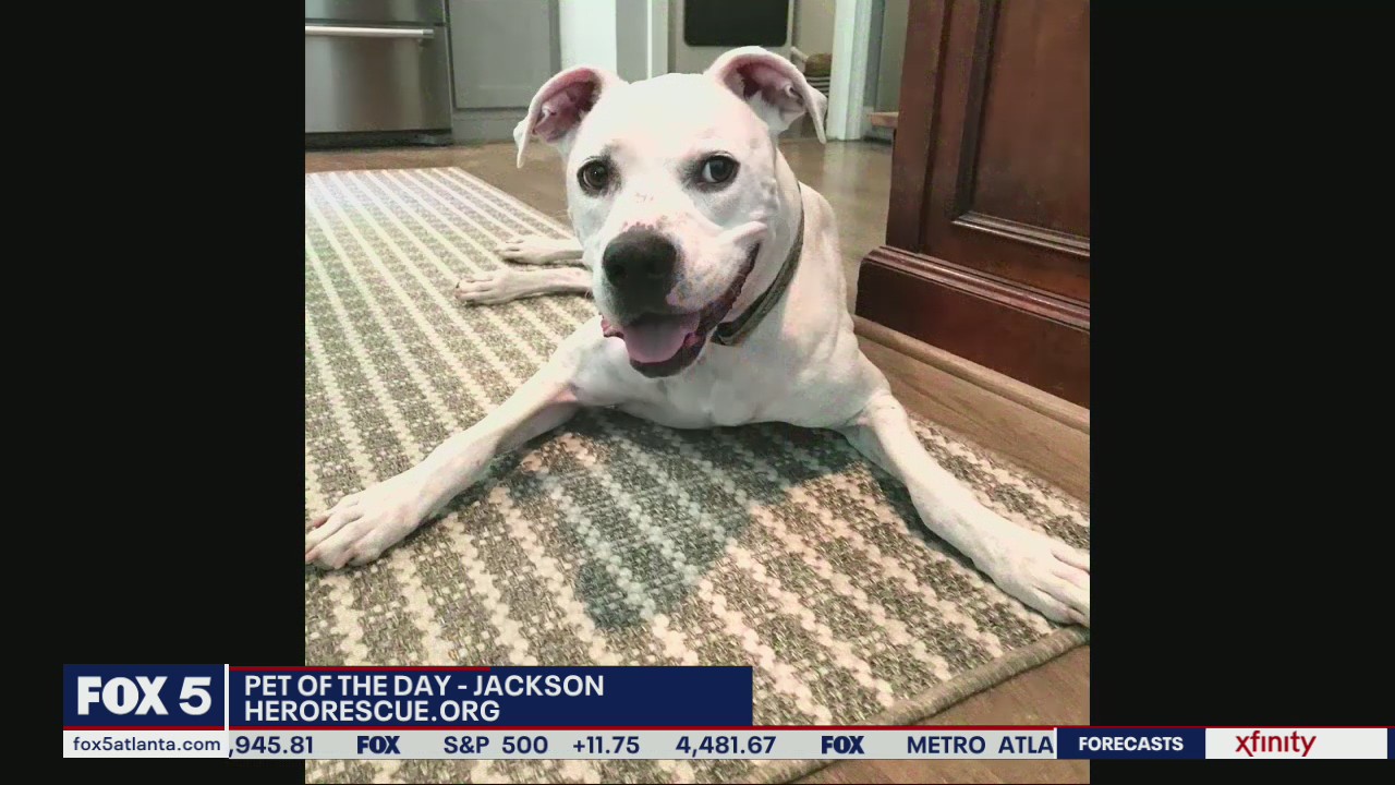 Pet of the Day from Hero Dog Rescue