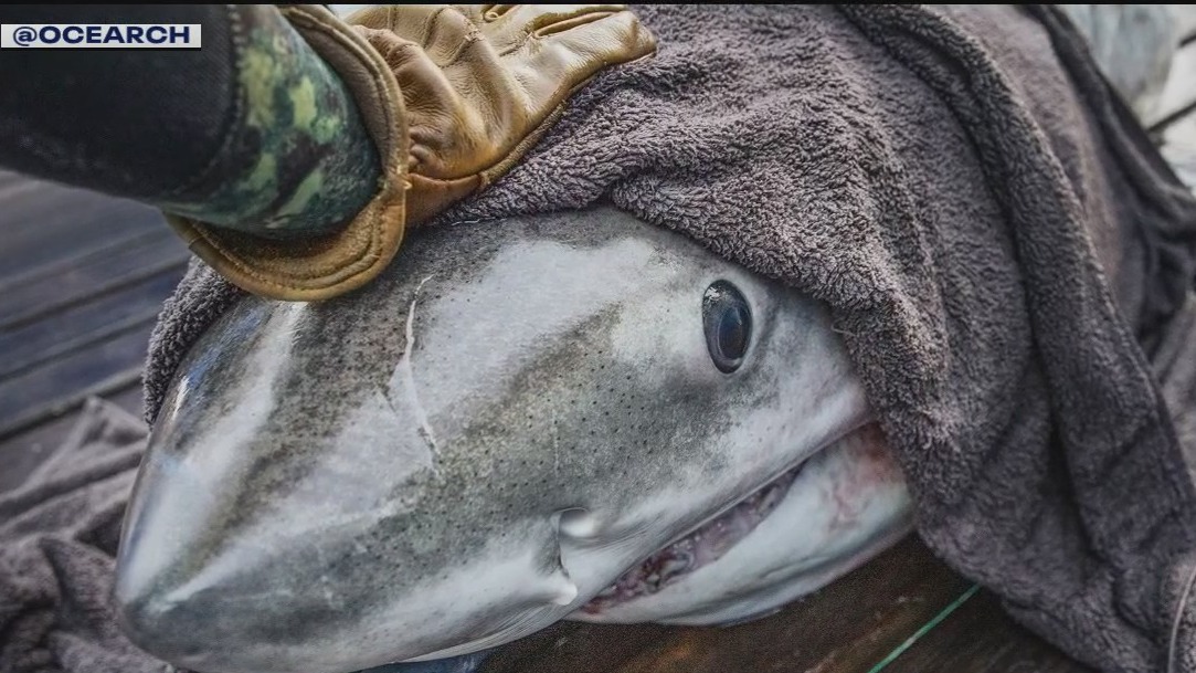 Huge Great White Shark spotted near NJ and LI