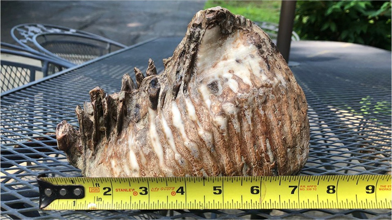 12-year-old boy discovers massive woolly mammoth tooth while attending family reunion in Ohio