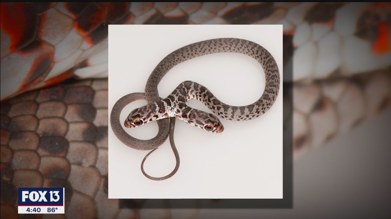 Only in Florida: A two-headed snake, an alligator at the door, and more