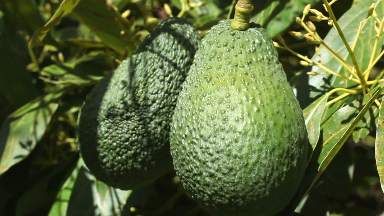 Family wins Guinness World Record for giant avocado