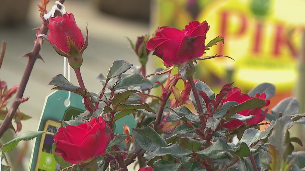 Tips on planting a rose garden