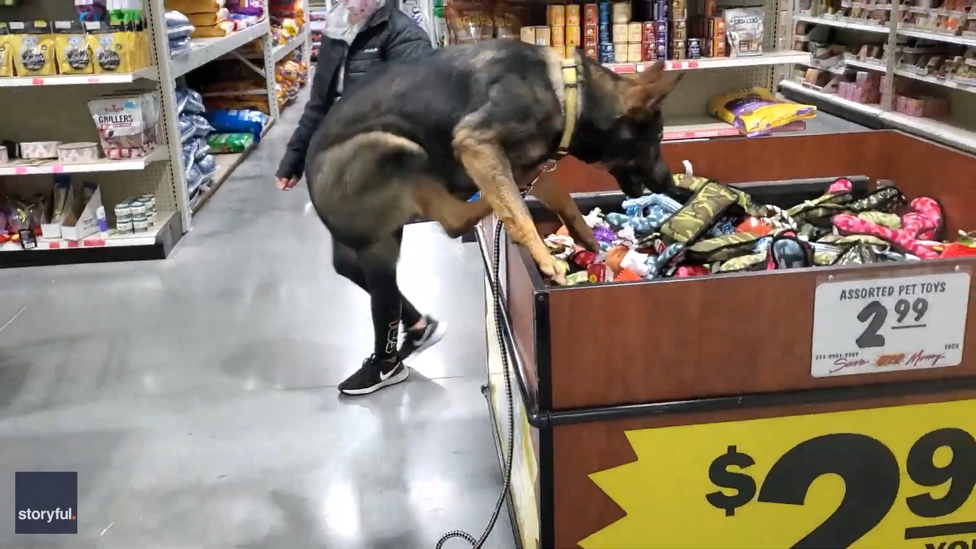 Dog jumps into store toy bin