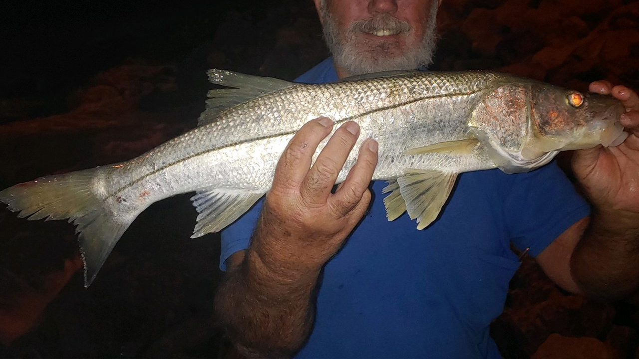 As water warms up, more snook are appearing