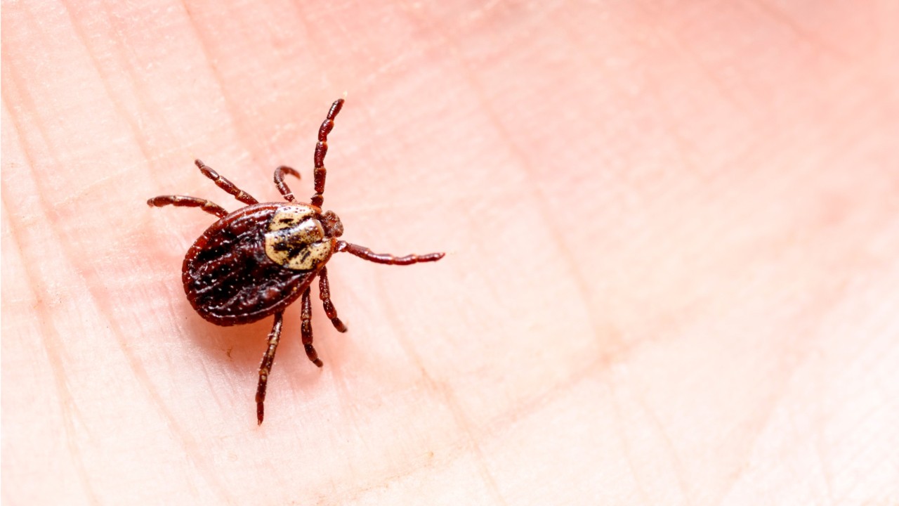 Tick bites leave 5-year-old girl hospitalized, unable to swallow or move amid ‘tick paralysis’