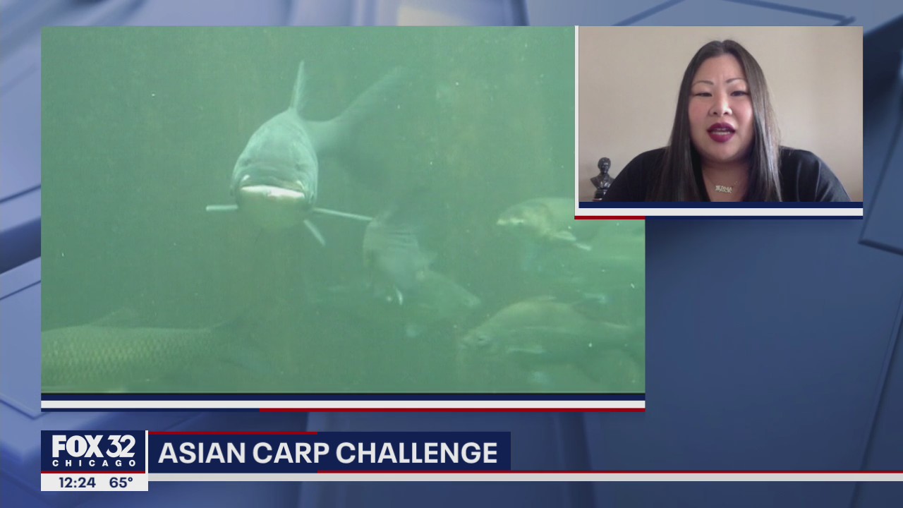 Asian Carp Challenge aims to reintroduce pesky fish to the diets of Chicagoans
