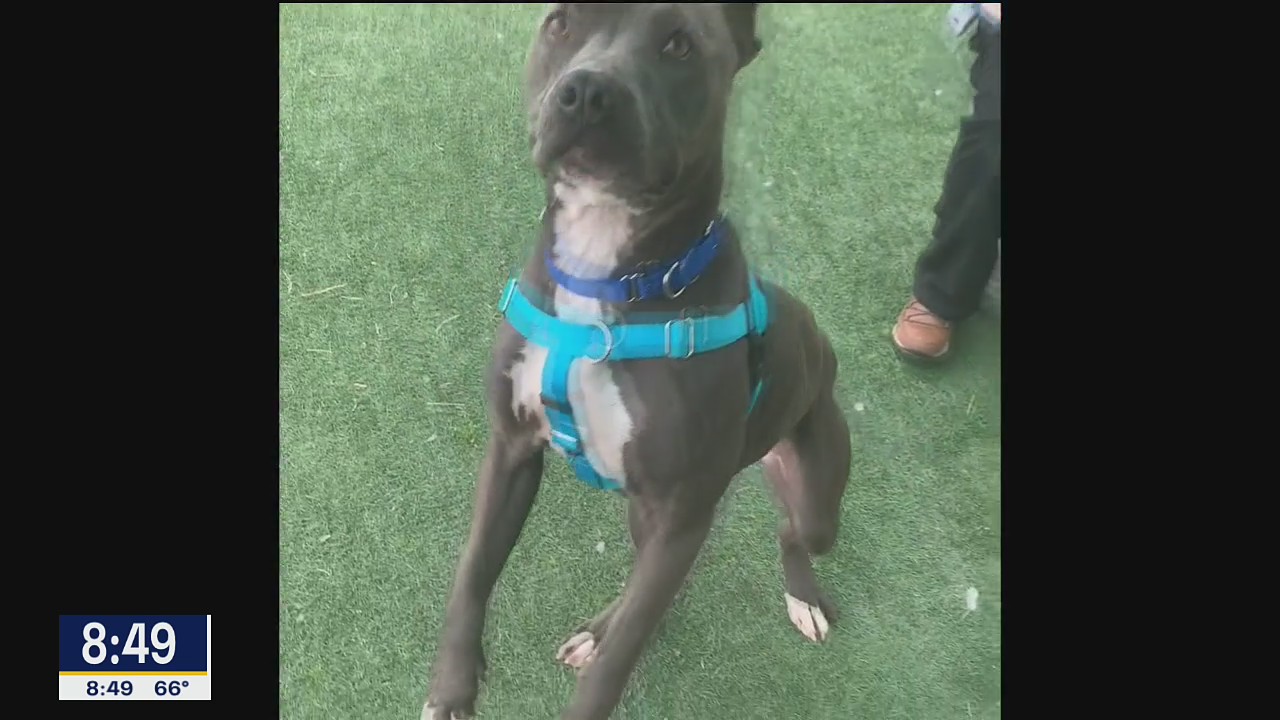 Dog of the Day: Bug